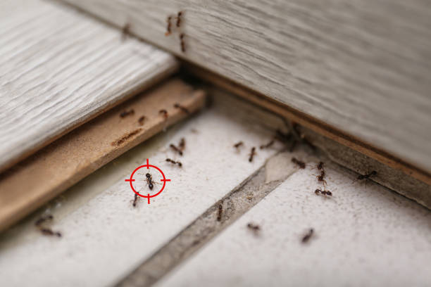 Best Wasp Removal Services  in Fort Worth, TX