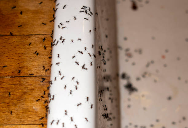 Best Pest Inspection Near Me  in Fort Worth, TX