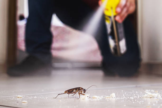 Best Local Pest Control Services  in Fort Worth, TX